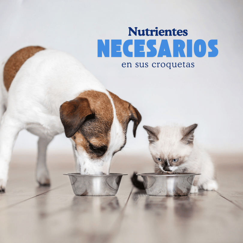 Nutrientes esenciales en alimentos procesados