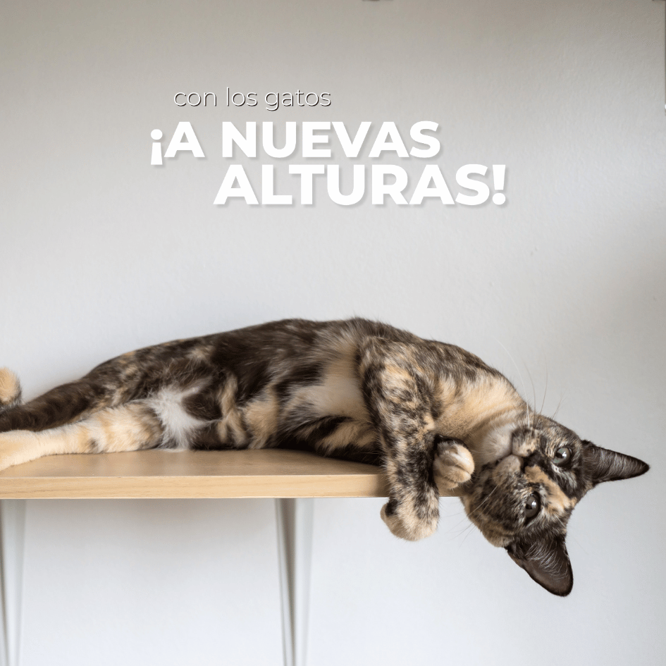 catslife_petslife_gato_gatos_tendencias.felinas_crecimiento.felino_industria.pet_mercado.felino 1