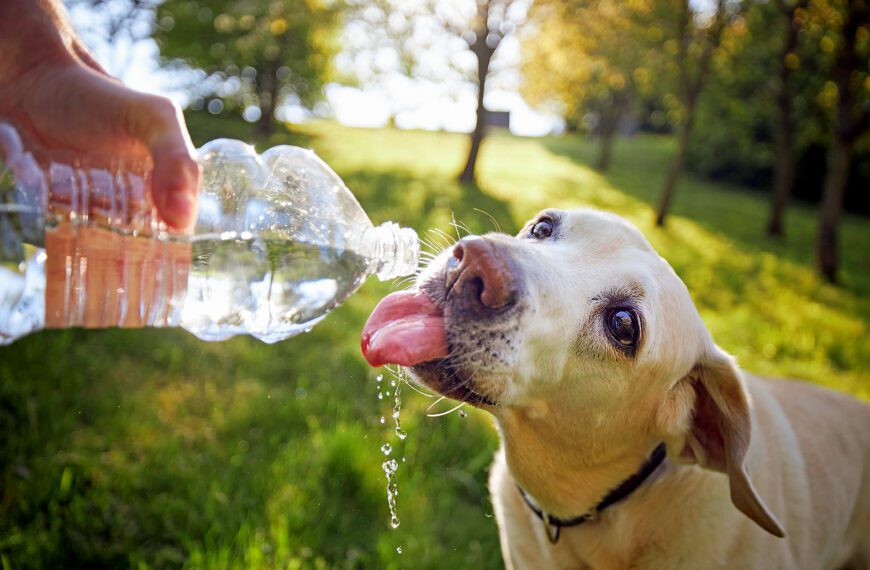 La importancia de la hidratación para la salud de tu mascota