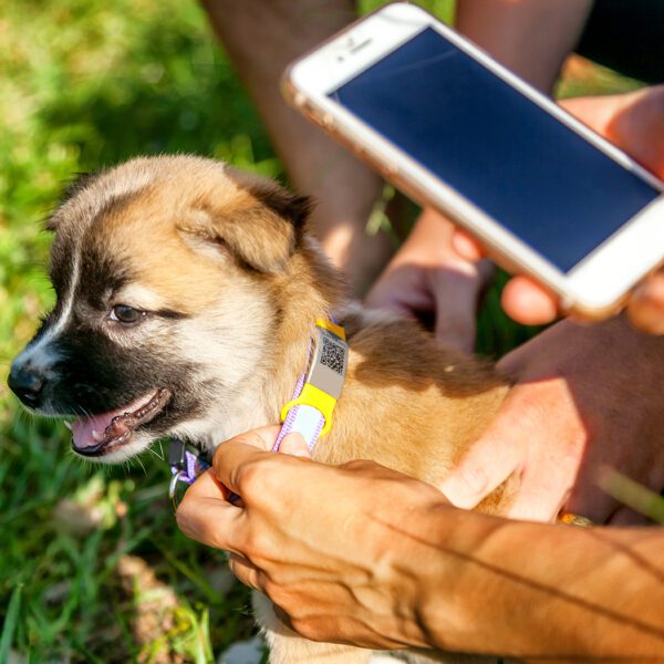 Ventajas y desventajas de los chips de localización para mascotas