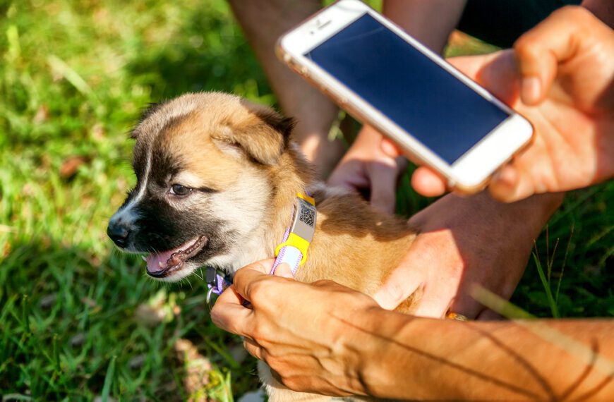 Ventajas y desventajas de los chips de localización para mascotas