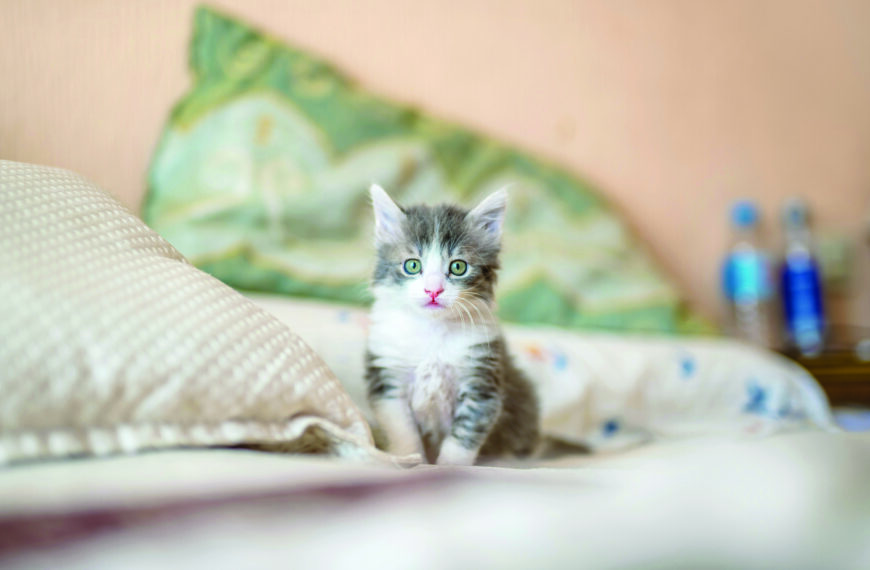 Cómo cuidar a un gato bebe