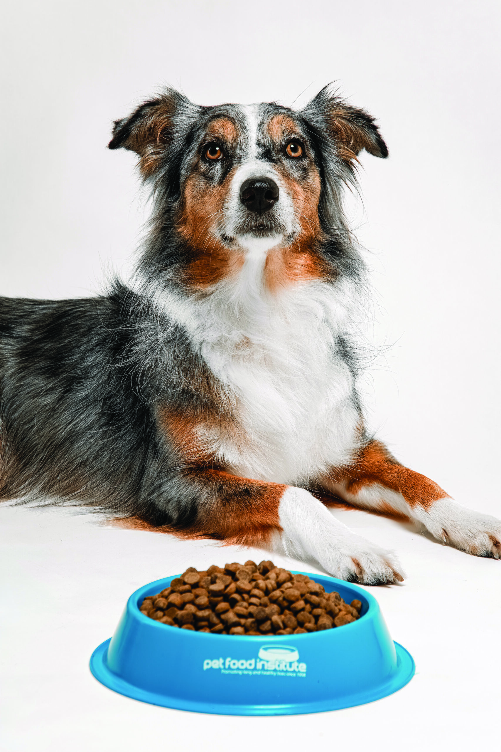 ¿Cómo cuidar la salud intestinal de mi mascota?