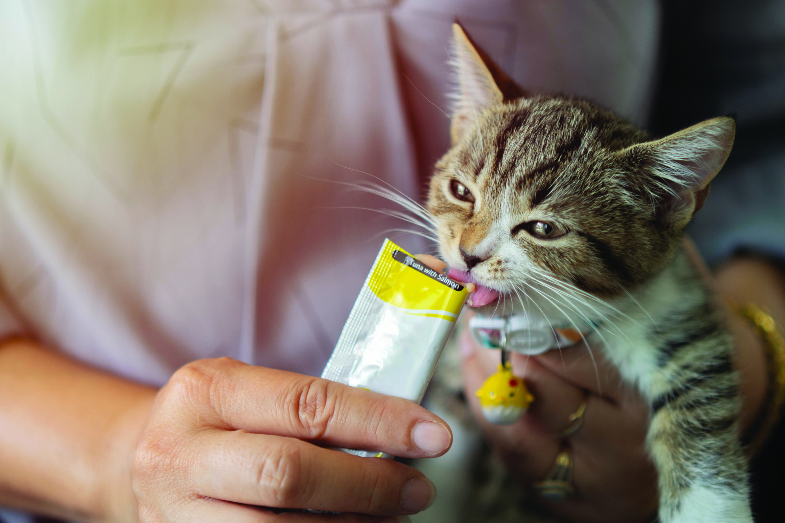 ¡Prepara a tu gato para ir al veterinario!