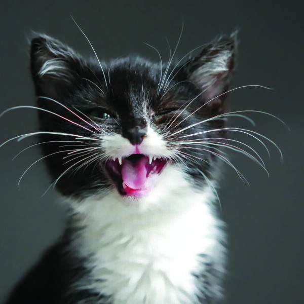 Las uñas y los bigotes de los gatos