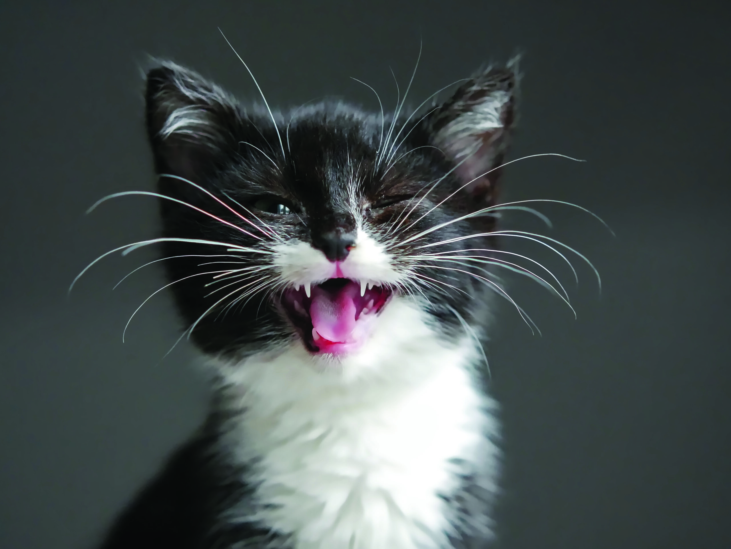 Las uñas y los bigotes de los gatos