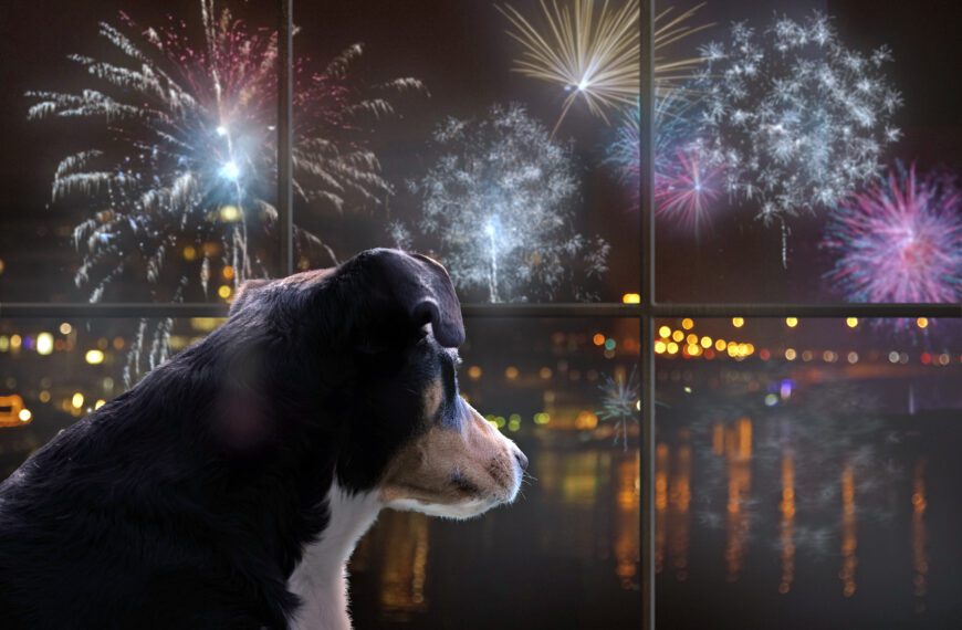 Fobia sonora en perros y gatos