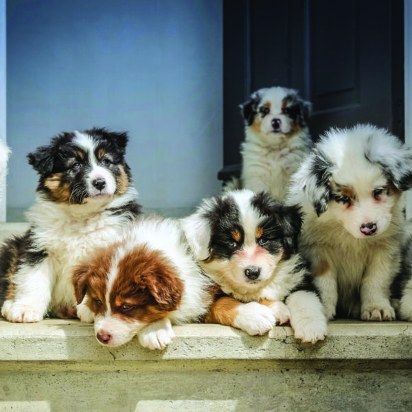 Mejora el sistema inmune de tu cachorro