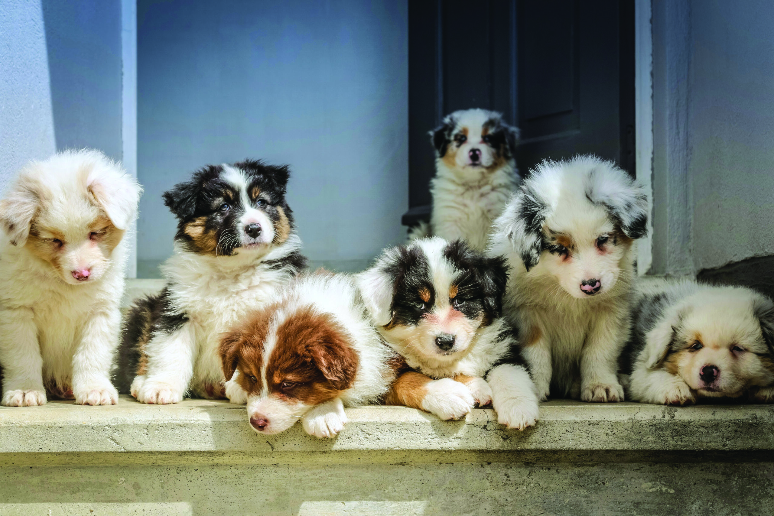 Mejora el sistema inmune de tu cachorro