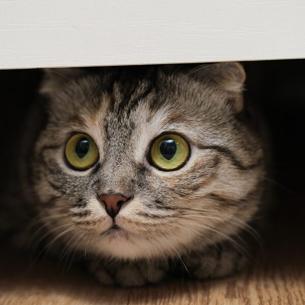 Mi gato se estresa con los ruidos