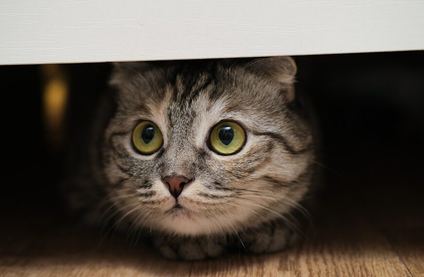 Mi gato se estresa con los ruidos