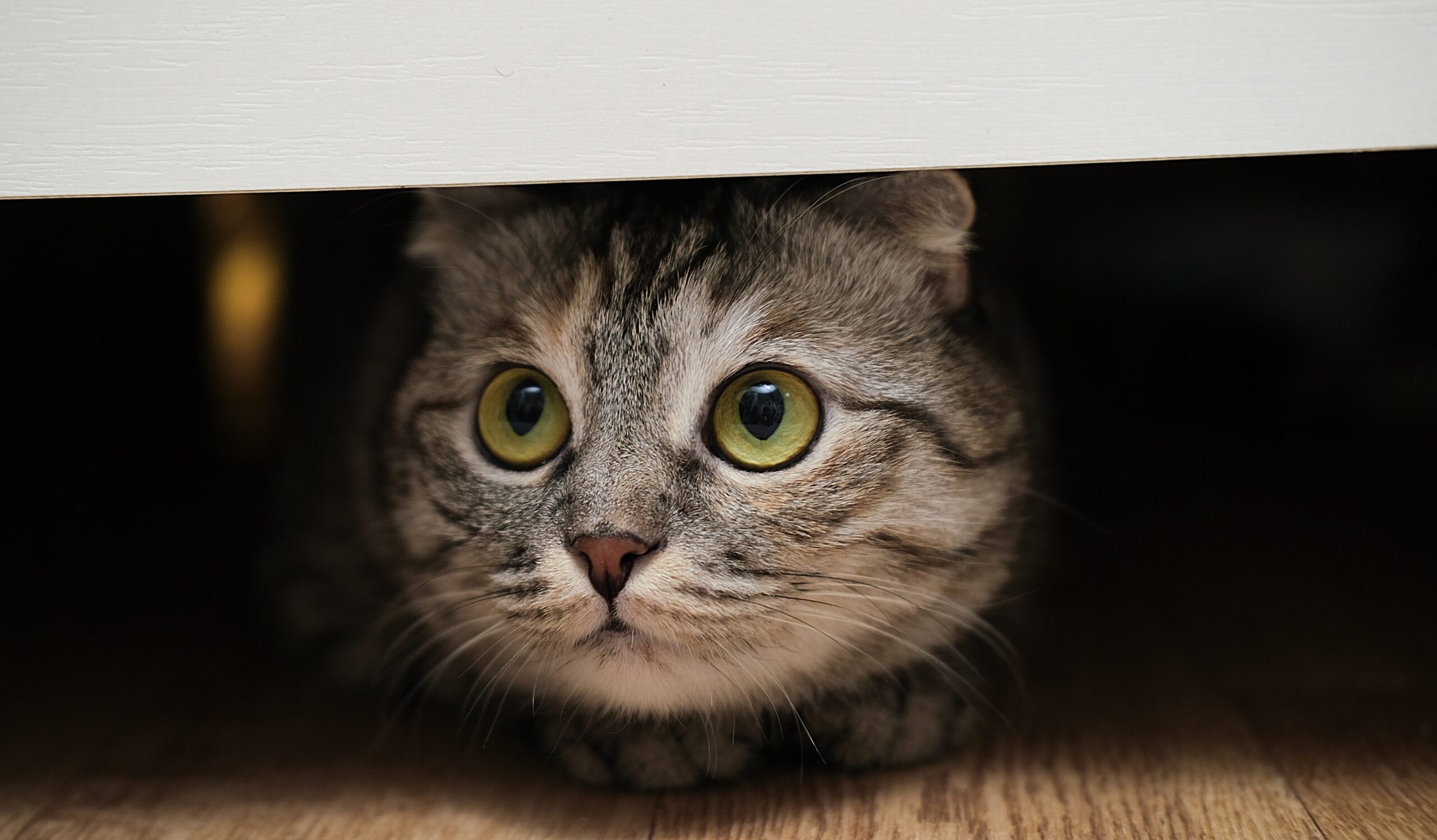 Mi gato se estresa con los ruidos