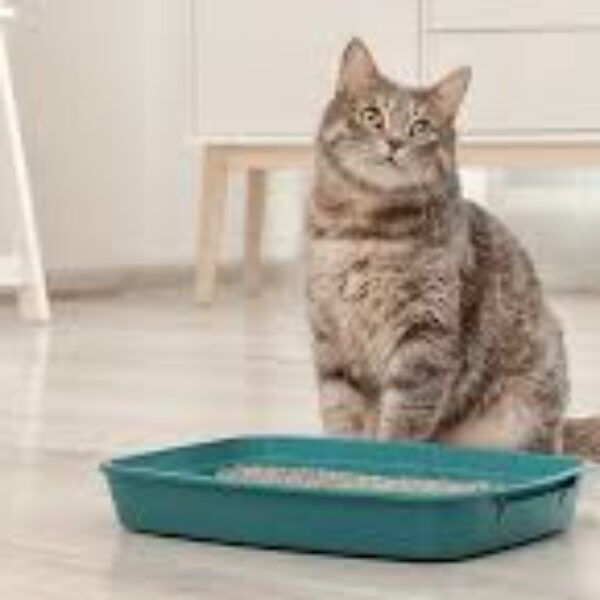 Manejo responsable de las heces de tu mascota