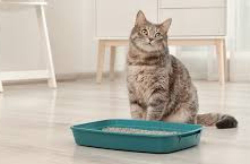 Manejo responsable de las heces de tu mascota