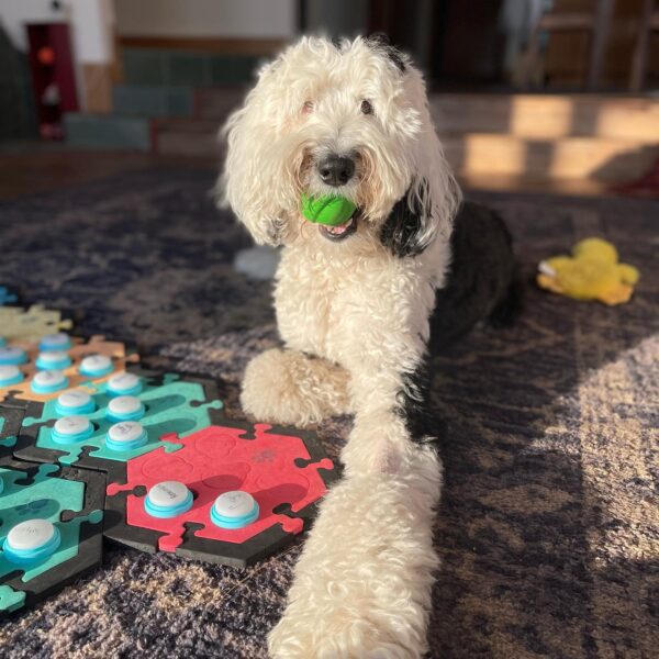 Bunny, el perro que habla