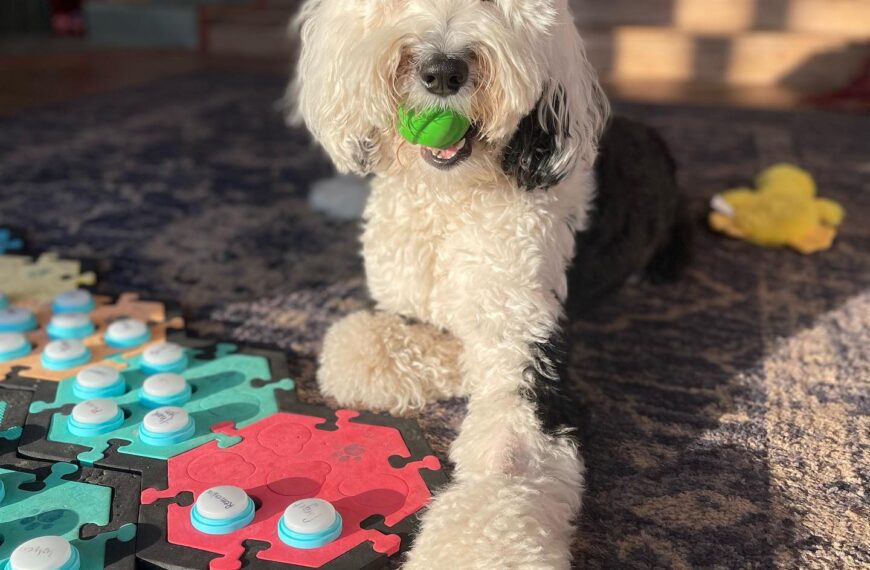 Bunny, el perro que habla