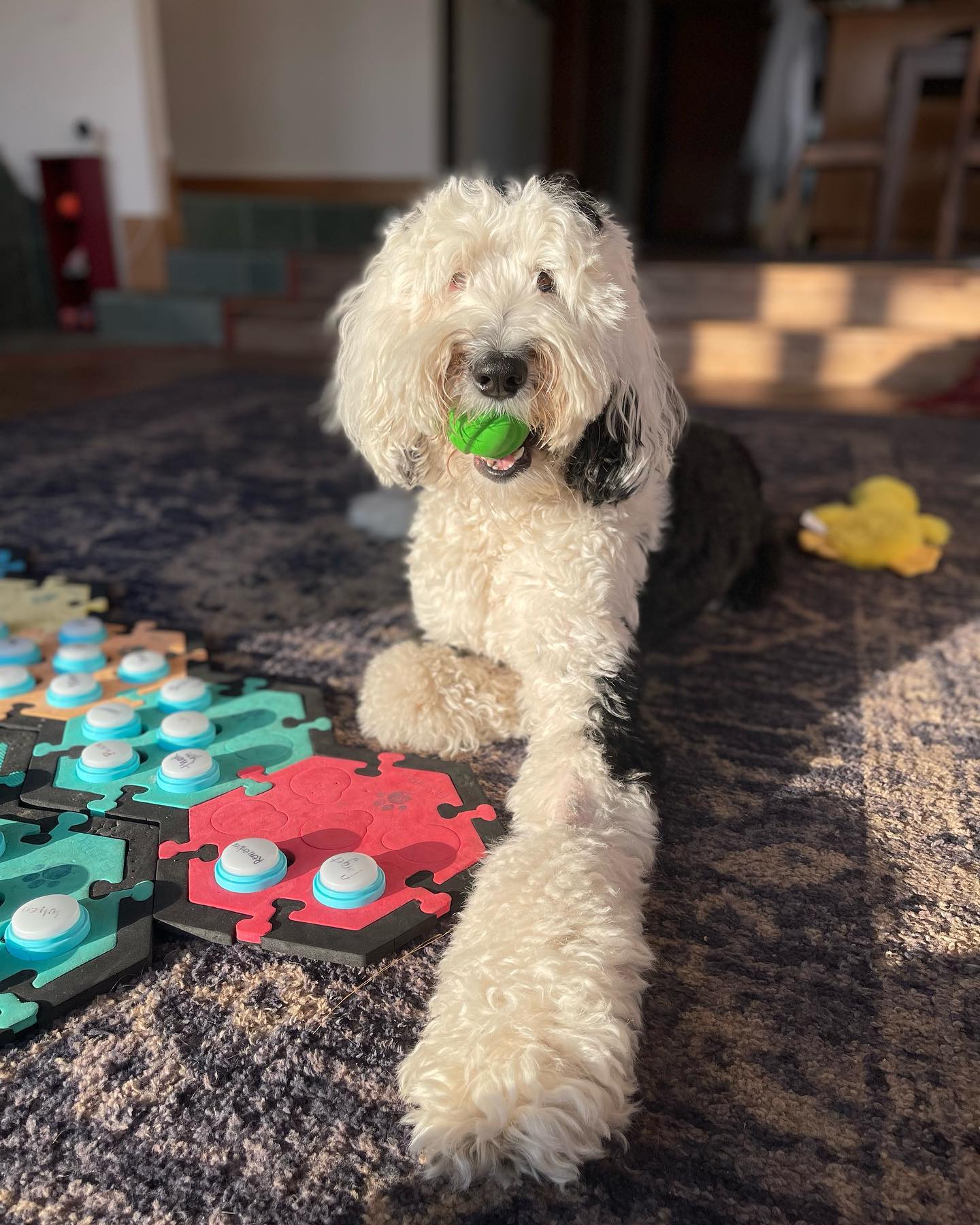 Bunny, el perro que habla