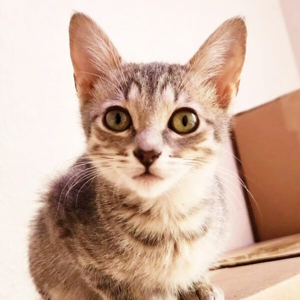 Los hogares temporales y el TNR