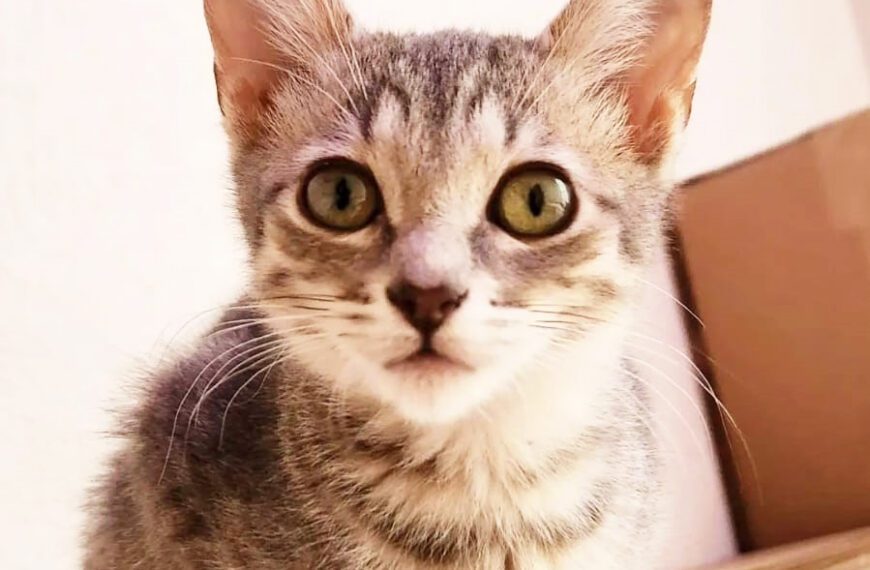 Los hogares temporales y el TNR