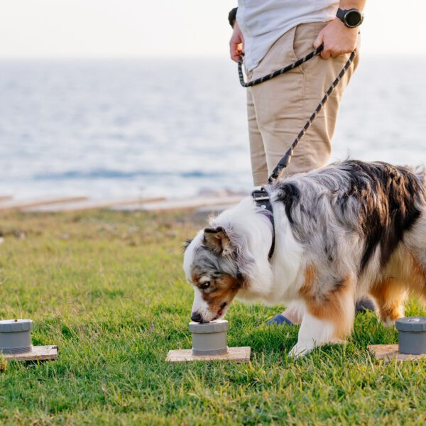 Entrenamiento olfativo para mascotas