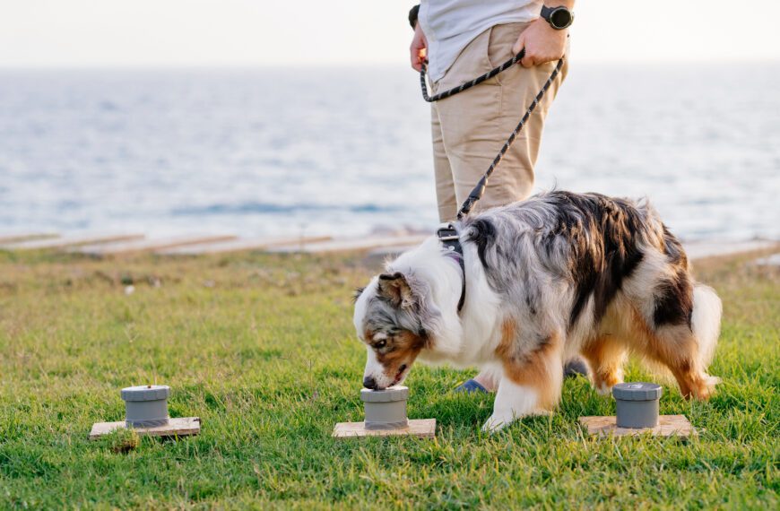 Entrenamiento olfativo para mascotas