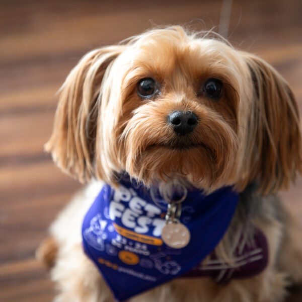 Pet Fest 2026: sorpresas para tus peludos