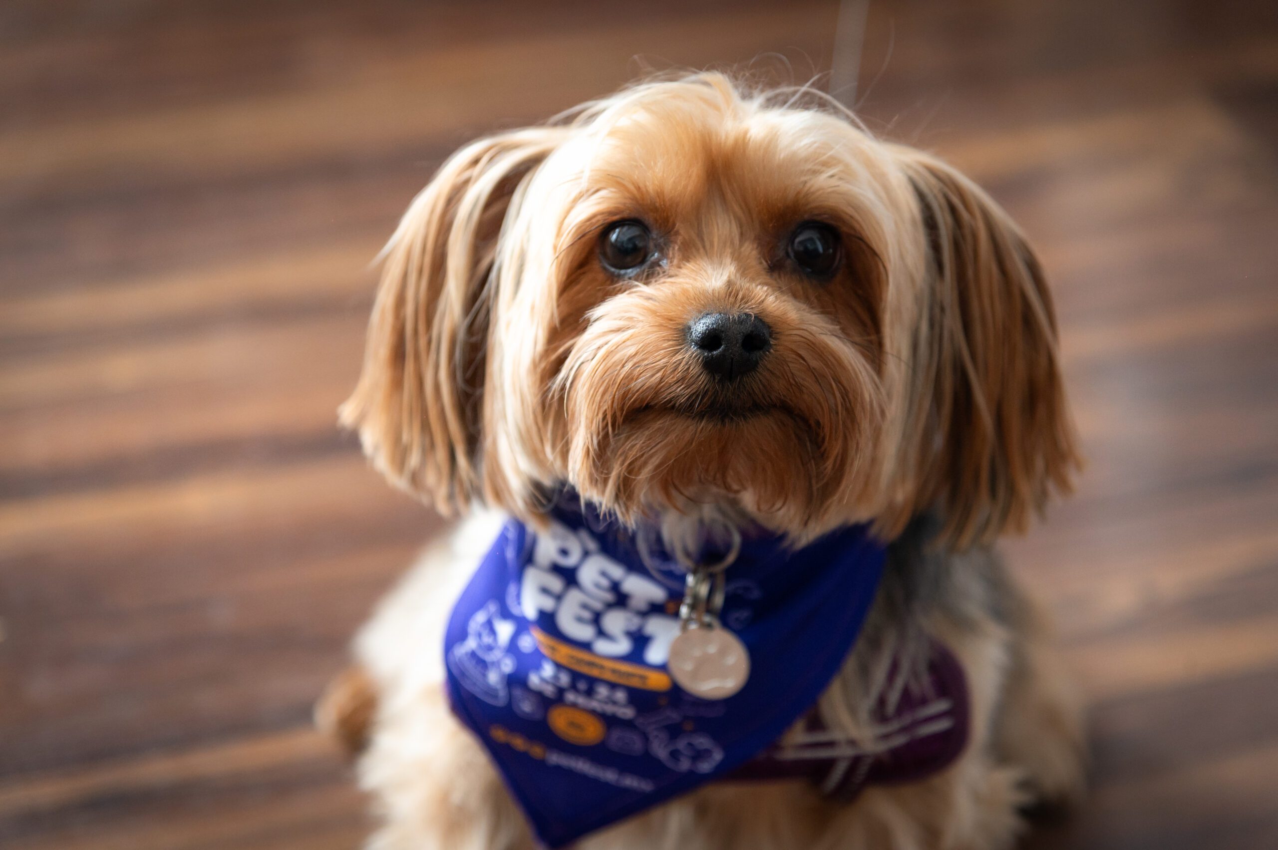 Pet Fest 2026: sorpresas para tus peludos