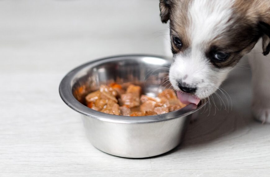 Tengo una nueva mascota, ¿y ahora qué?