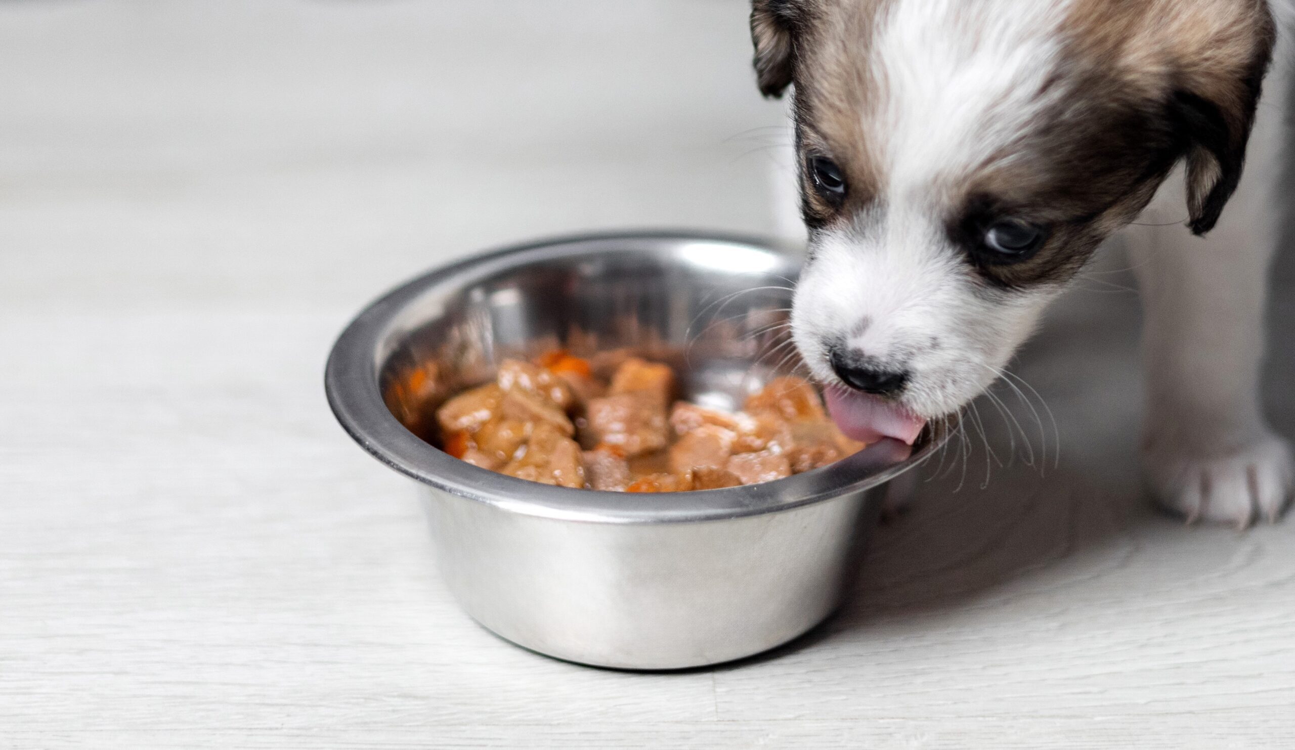 Tengo una nueva mascota, ¿y ahora qué?