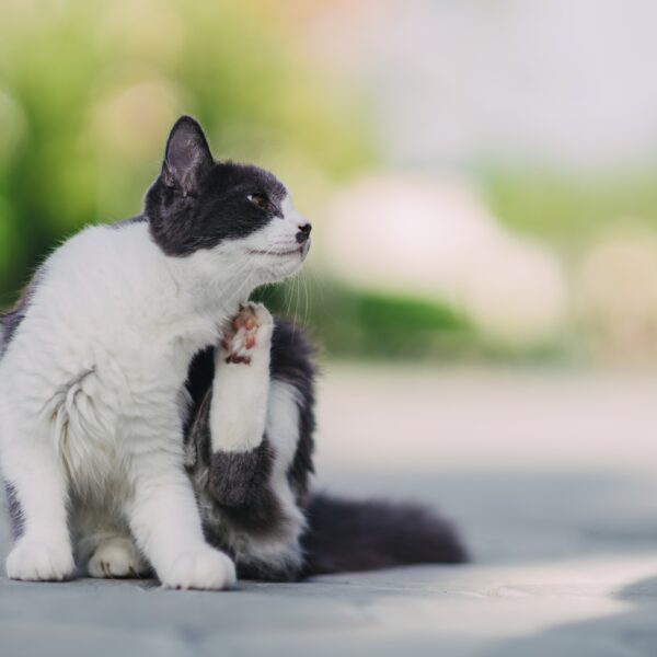 Dermatitis alérgica por picadura de pulga (DAPP)