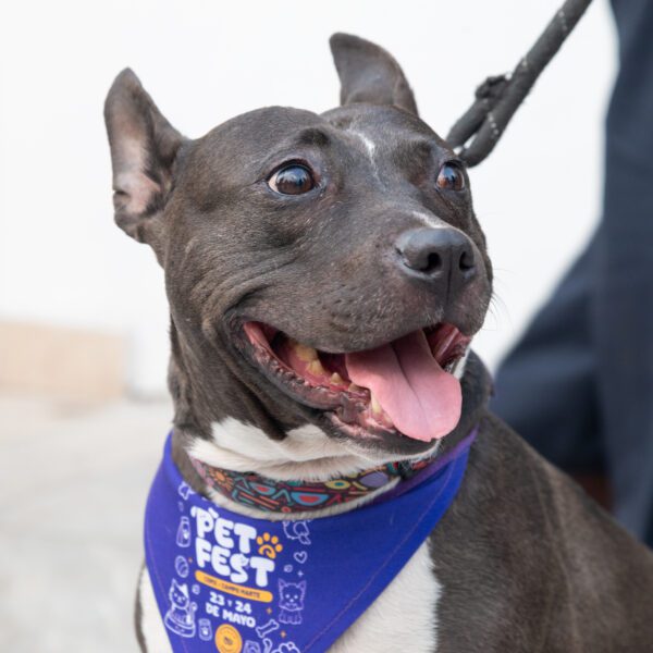 PetFest 2026: el festival para mascotas