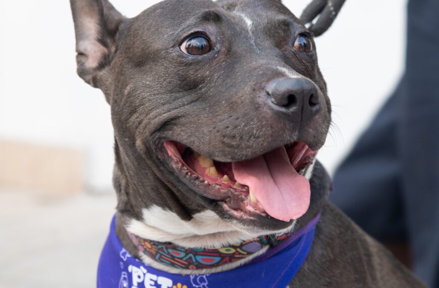 PetFest 2026: el festival para mascotas