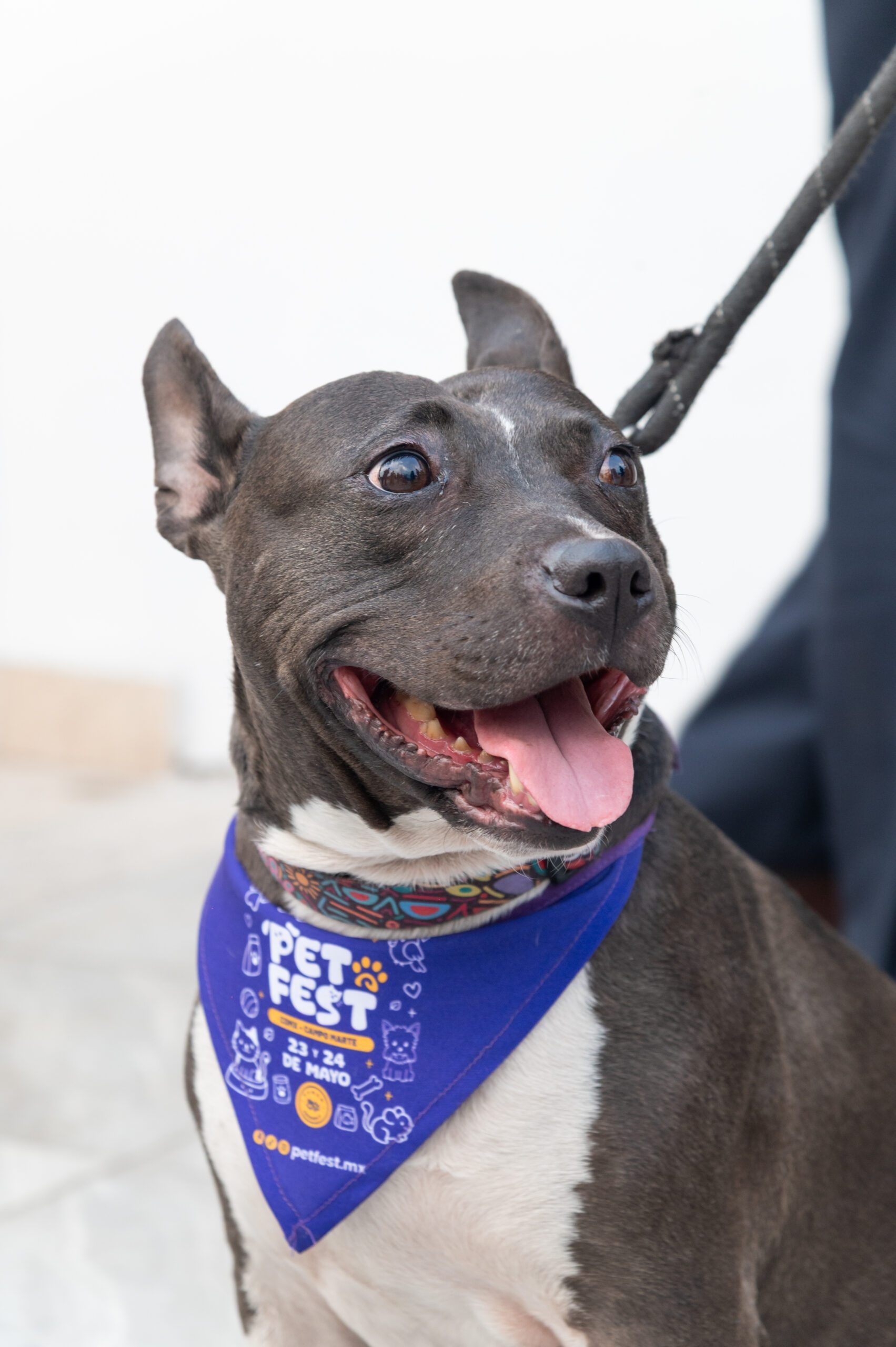 PetFest 2026: el festival para mascotas