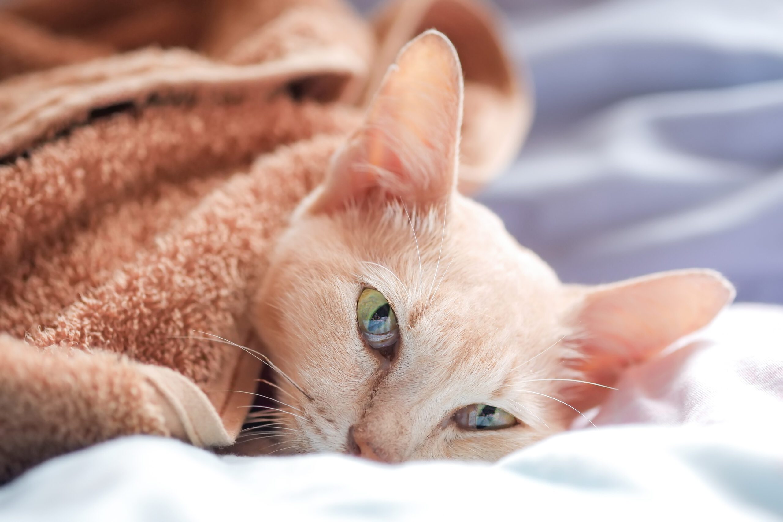Principales enfermedades de los gatos