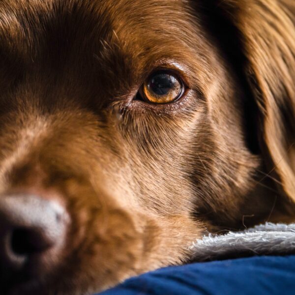 Ansiedad por separación en perros y gatos
