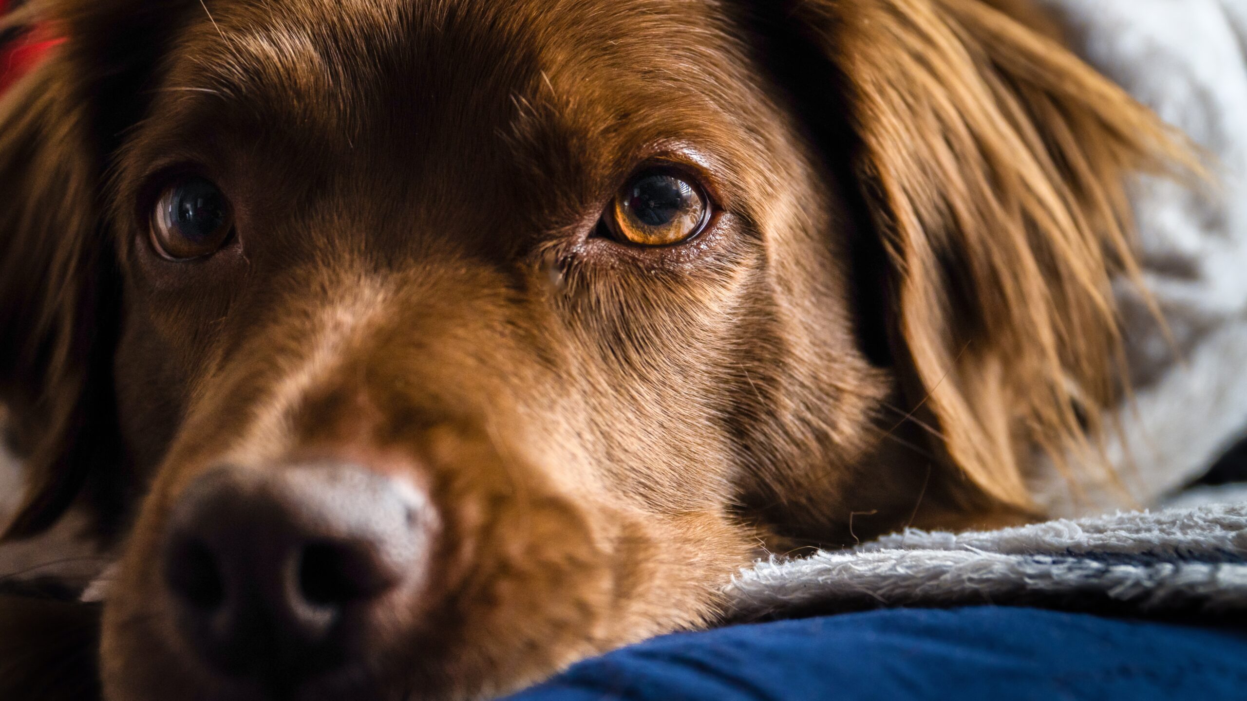 Ansiedad por separación en perros y gatos
