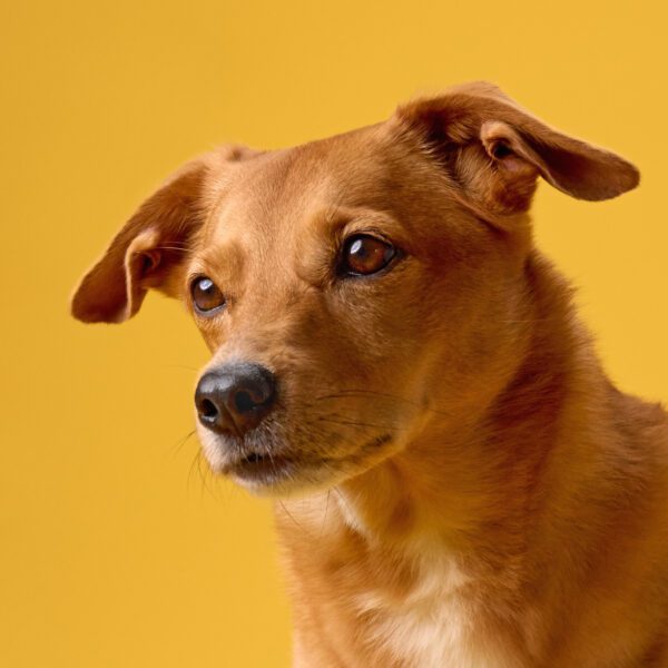 Perritos caramelo: de las calles al estrellato
