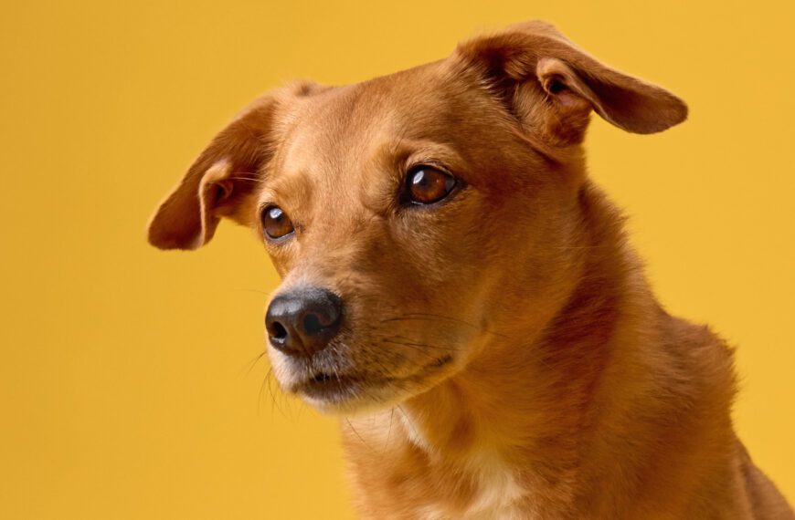 Perritos caramelo: de las calles al estrellato
