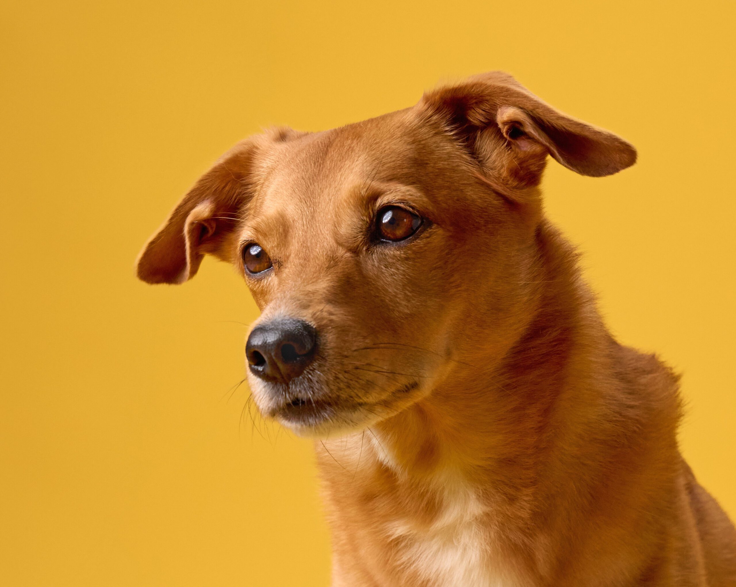 Perritos caramelo: de las calles al estrellato