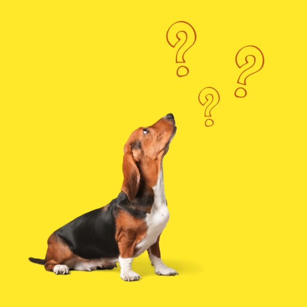 10 cosas que no sabías de tu perro